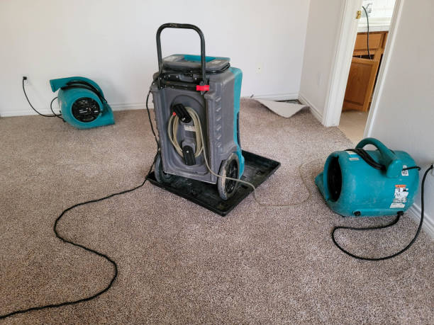 Best Flood damage cleanup  in River Grove, IL